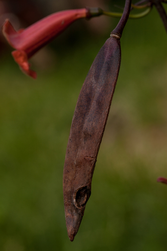 cross vine