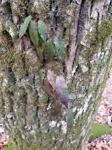 cross vine