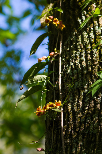 cross vine