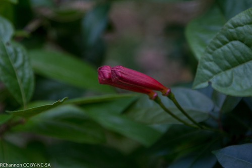 cross vine