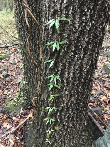cross vine