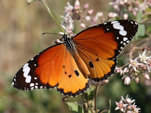 Plain Tiger Butterfly