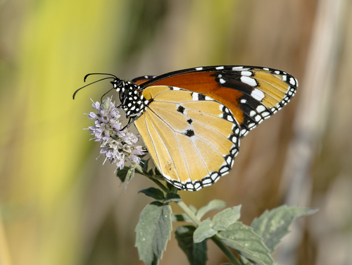 Plain Tiger Butterfly