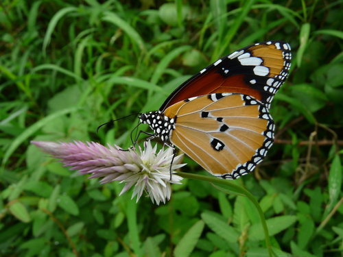 Plain Tiger Butterfly