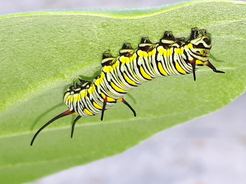 Plain Tiger Butterfly