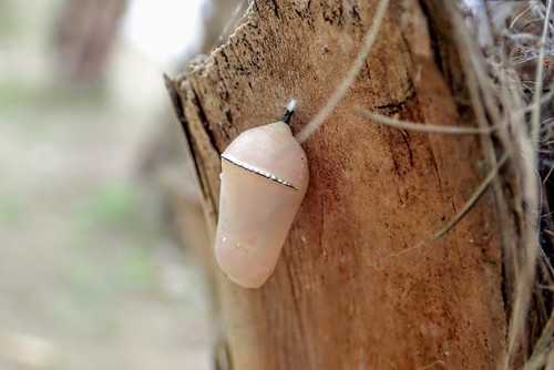 Plain Tiger Butterfly