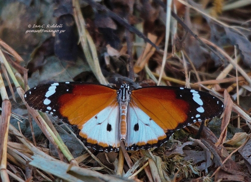 Plain Tiger Butterfly