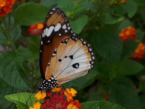 Plain Tiger Butterfly