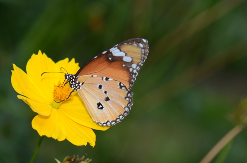 Plain Tiger Butterfly