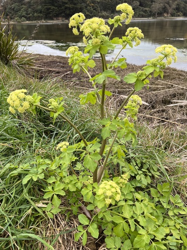 Alexanders