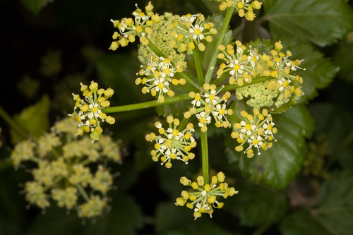 Alexanders