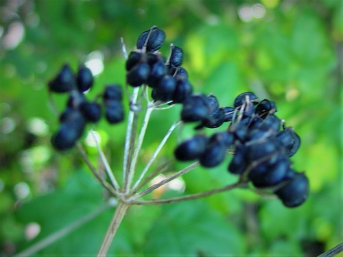 Alexanders