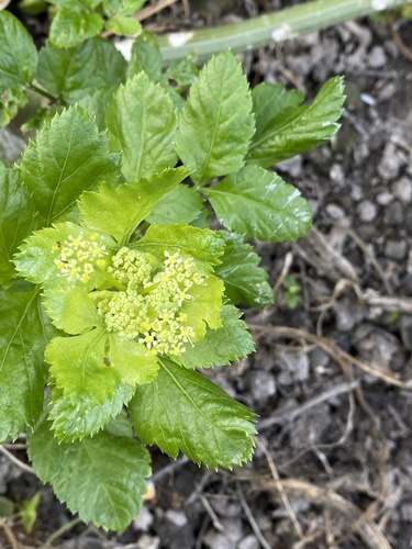 Alexanders