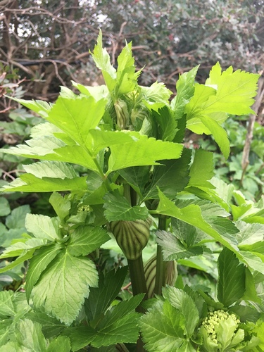 Alexanders