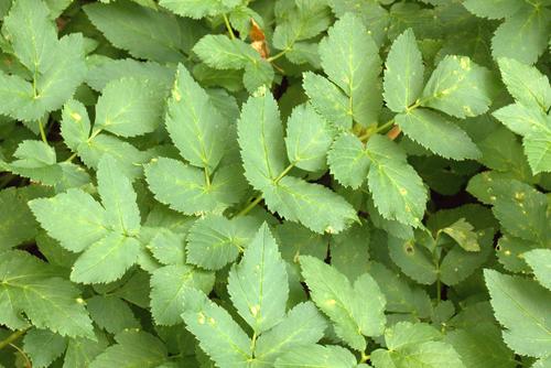 Alexanders