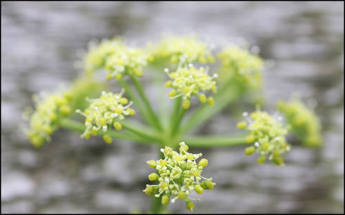 Alexanders