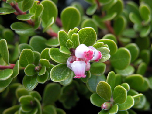 bearberry