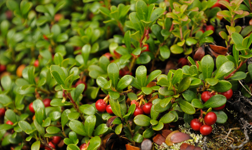 bearberry