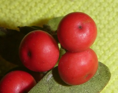 bearberry