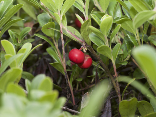 bearberry
