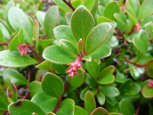 bearberry