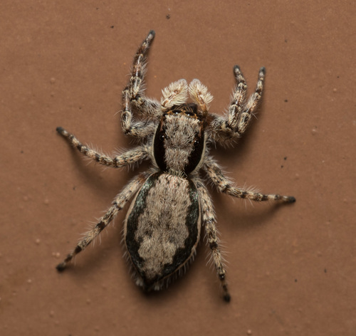Gray Wall Jumping Spider
