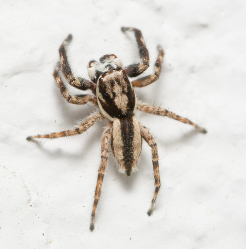 Gray Wall Jumping Spider