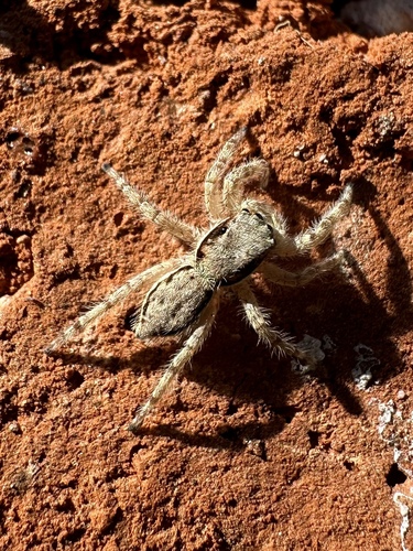 Gray Wall Jumping Spider