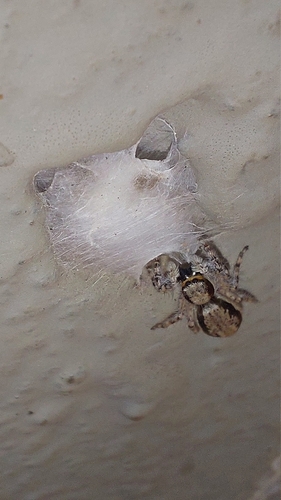 Gray Wall Jumping Spider