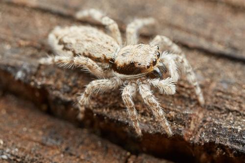 Gray Wall Jumping Spider