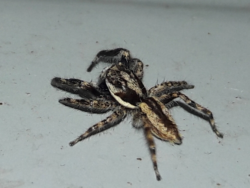 Gray Wall Jumping Spider