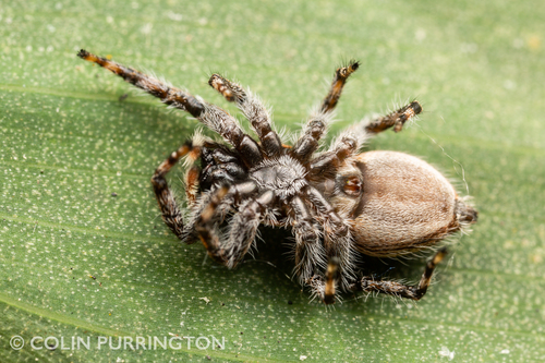 Gray Wall Jumping Spider