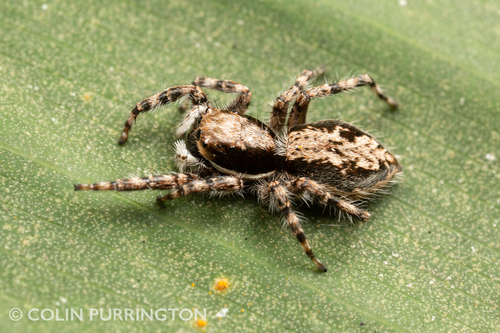 Gray Wall Jumping Spider