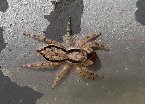 Gray Wall Jumping Spider