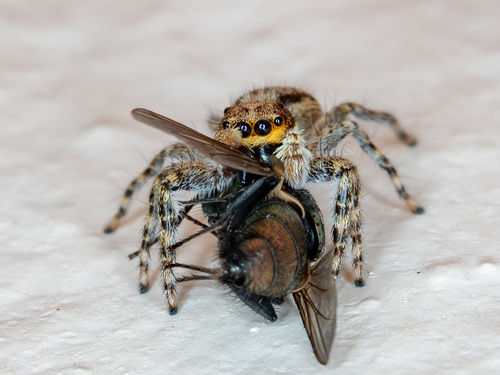 Gray Wall Jumping Spider