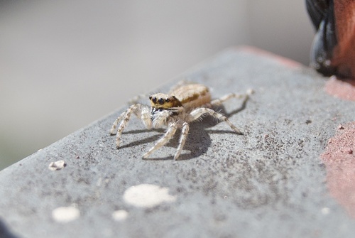 Gray Wall Jumping Spider