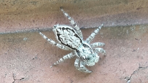 Gray Wall Jumping Spider