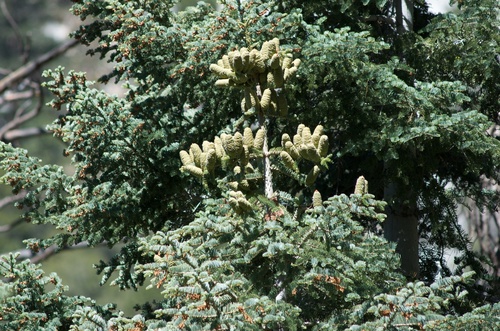 white fir