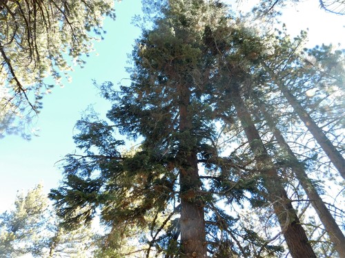 white fir