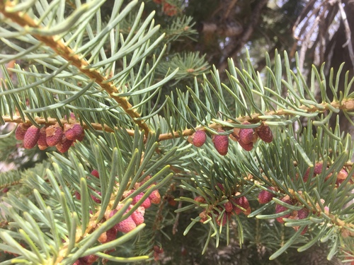 white fir