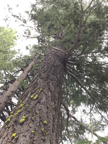 white fir