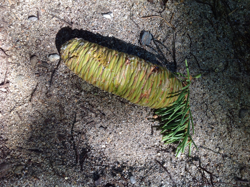 white fir