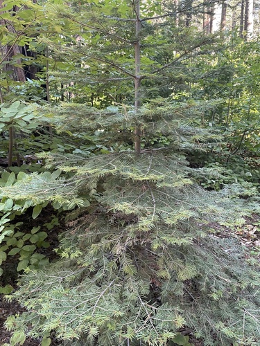white fir