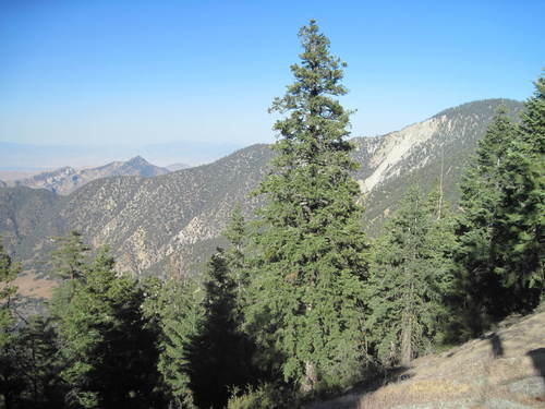 white fir