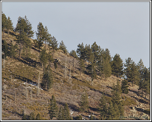 white fir