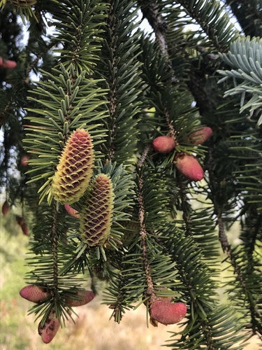 Sitka spruce