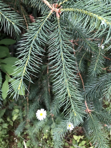 Sitka spruce