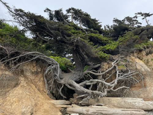 Sitka spruce