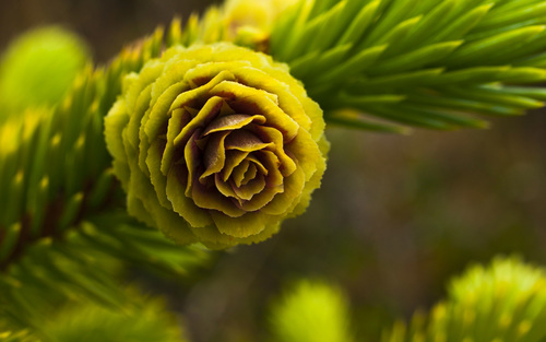 Sitka spruce