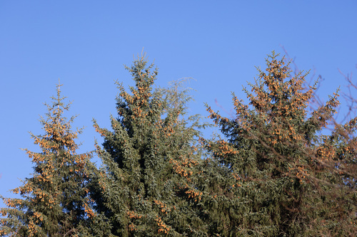 Sitka spruce